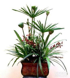 重慶主城植物租賃全解析 大花蕙蘭、綠蘿、發財樹與鮮花綠植租借服務
