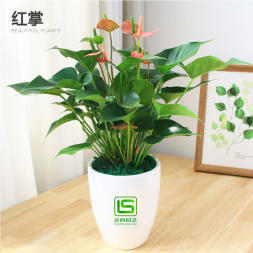 辦公室花卉綠植租賃 花木銷售、花木出租、綠化工程等