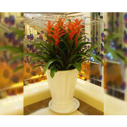 專業綠植花卉租賃服務——合肥軒晨園藝，打造商場活力空間