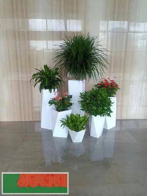 中山花卉綠植租擺 打造宜居生態空間，盡享綠色之美